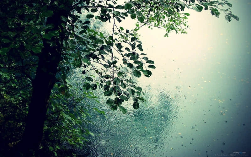 <a href=